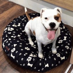 aisy the dog sitting happily on her clean bed in a spotless home.