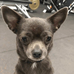 Pablo the Chihuahua enjoying a clean and tidy home.
