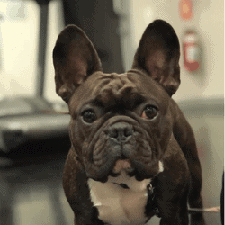 Frank the French Bulldog enjoying a freshly cleaned space.