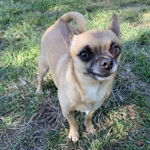 Pippy the Chihuahua enjoying her clean and safe outdoor space.