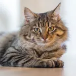 Tabby cat on clean floor after pet cleaning – Easy Bliss Cleaning